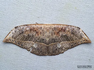 Hooktip moth (Canucha specularis) - P3103618