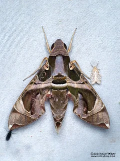 Jade hawkmoth (Daphnis hypothous) - P3103132
