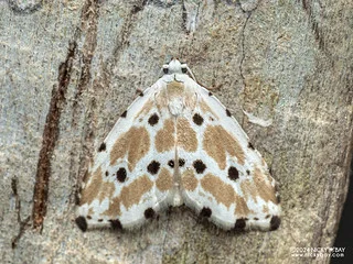 Moth (Metaemene sp.) - P3103656