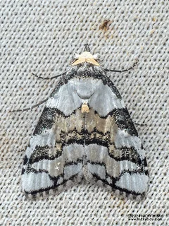 Tufted moth (Meganola nitidoides) - P3103084