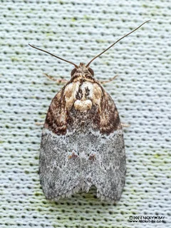 Tufted moth (Garella vernoides) - P3102719