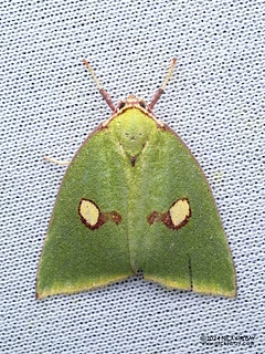 Tufted moth (Tyana marina) - P3114355