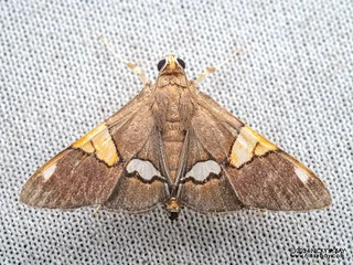 Pearl moth (Heterocnephes lymphatalis) - P3092207