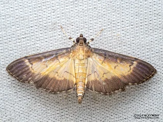 Pearl moth (cf. Syllepte sp.) - P3092244