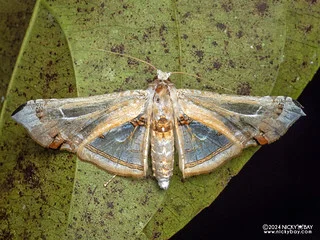 Window-winged moth (Herdonia sp.) - P3103866