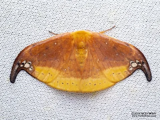 Hooktip moth (Tridrepana subtusmaculata) - P3092305