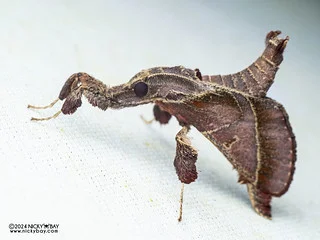 Snout moth (Sacada sp.) - P3125854