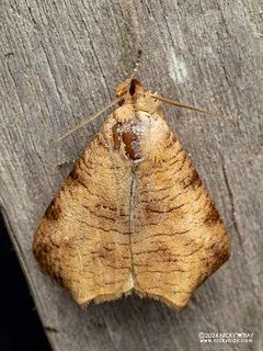 Moth (Hyposemansis volvapex) - P3137663
