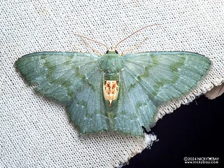 Emerald moth (Hemithea sp.) - P3103534