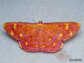 Geometer moth (Eumelea cf. biflavata) - P3103185