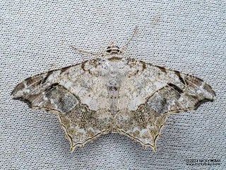 Angle moth (Chiasmia translineata) - P3103146