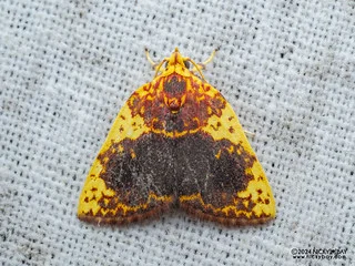 Tufted moth (Siglophora haemoxantha) - P3114124