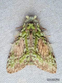 Prominent moth (Somera sp.) - P3103064