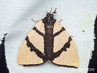 Tussock moth (Numenes insignis) - P3115181