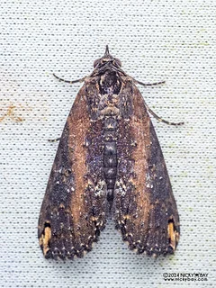 Moth (Stictopterinae) - P3092382