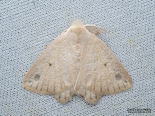 Tussock moth (Arctornis obtusa) - P3102866
