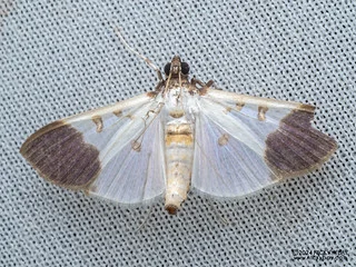 Pearl moth (Palpita nigricollis) - P3103504