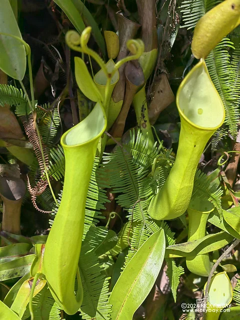 Pitcher plant (Nepenthes reinwardtiana) - IMG_20240313_094947