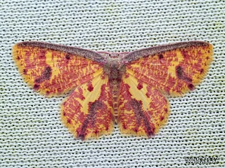 Geometer moth (Chrysocraspeda juriae) - P3125595
