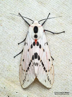 Tiger moth (Spilosoma sp.) - P3092283