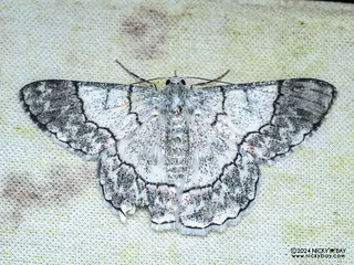 Emerald moth (Pingasa sp.) - P3103811