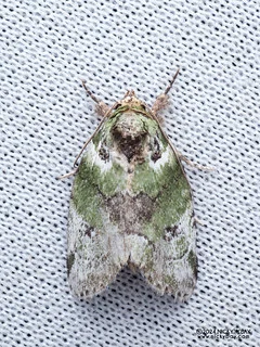 Cutworm moth (Stenoloba sp.) - P3115245