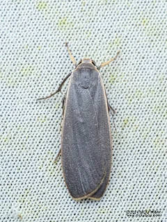 Lichen moth (Lithosiina) - P3102844