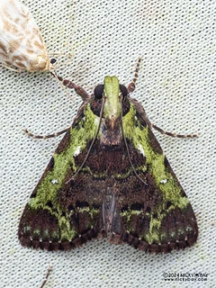Snout moth (Epipaschiinae) - P3103693