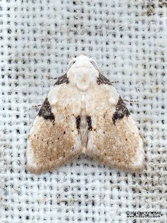 Tufted moth (Hampsonola sijthoffi) - P3114182