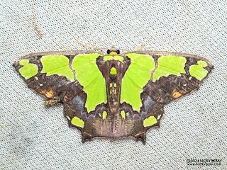 Emerald moth (Agathia arcuata) - P3103149