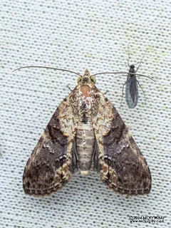Moth (Stictopterinae) - P3103730