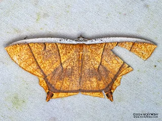 Geometer moth (Thinopteryx crocoptera) - P3113949