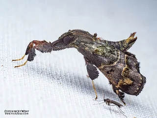 Snout moth (Sacada sp.) - P3092140