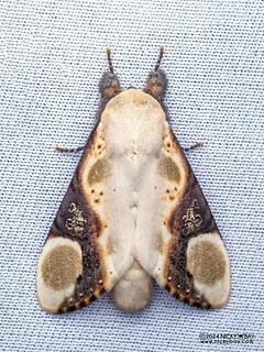 Prominent moth (Formofentonia orbifer) - P3115351