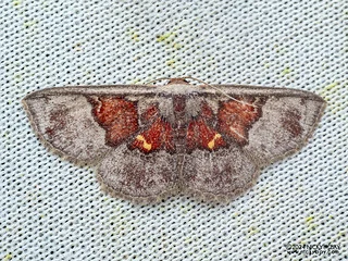 Moth (Oruza sp.) - P3103864