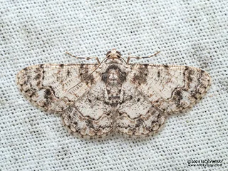 Geometer moth (Diplurodes sp.) - P3114061