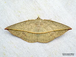 Geometer moth (cf. Polyscia viridispurca) - P3092351