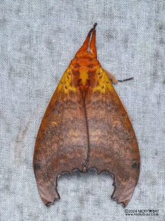 Prominent moth (Diehleana gilesi) - P3125896