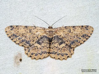Geometer moth (Hypomecis sp.) - P3125576