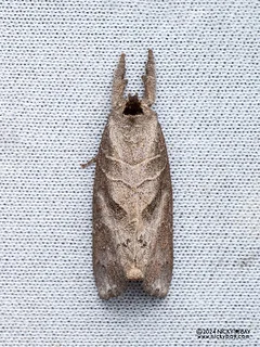 Prominent moth (Clostera sp.) - P3115211b