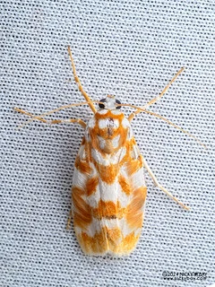 Lichen moth (Cyana costifimbria) - P3092148