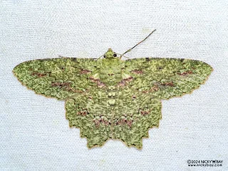 Emerald moth (Herochroma sp.) - P3103604
