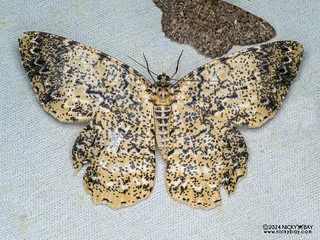 Geometer moth (Amblychia praeumbrata) - P3103908
