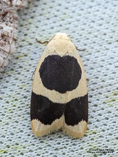 Lichen moth (Garudinia biplagiata) - P3103702