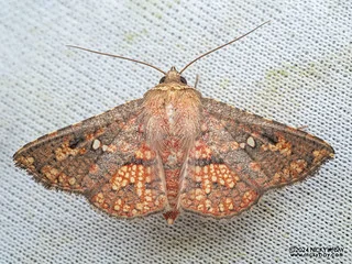 Window-winged moth (Monodecus admirandus) - P3102737