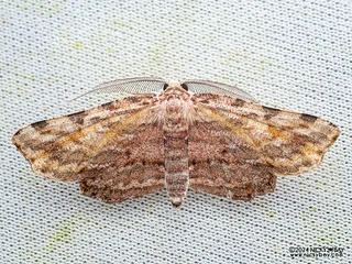 Geometer moth (Achrosis fulvifusa) - P3103729
