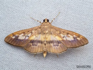 Pearl moth (Syllepte sellalis) - P3115396