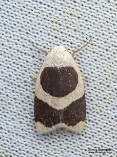 Lichen moth (Garudinia simulana) - P3102981b