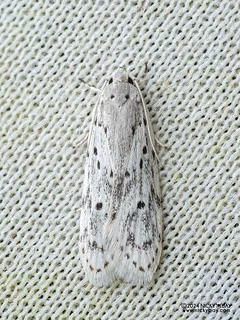 Curved-horn moth (Gelechioidea) - P3103715