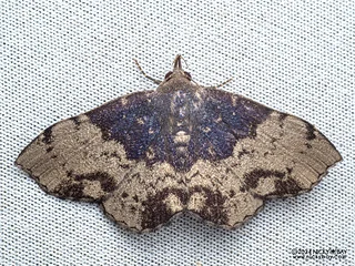 Litter moth (Mosopia kononenkoi) - P3092203